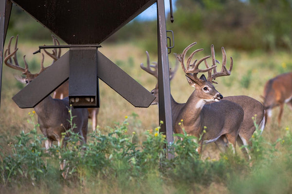 PROTEIN FEEDERS