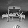 1,500lb Trio Feeder