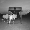 1,500lb Trio Feeder