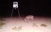 600-lb. Broadcast Feeder with Solar