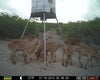 600-lb. Broadcast Feeder with Solar All Seasons Feeders Broadcast Feeder