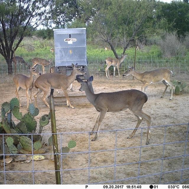 600lb. Stand and Fill Deer Feeder All Seasons Feeders