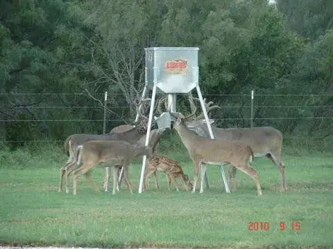 Galvanized Hopper Feeder (300 lb. Protein Capacity) All Seasons Feeders Protein Feeder