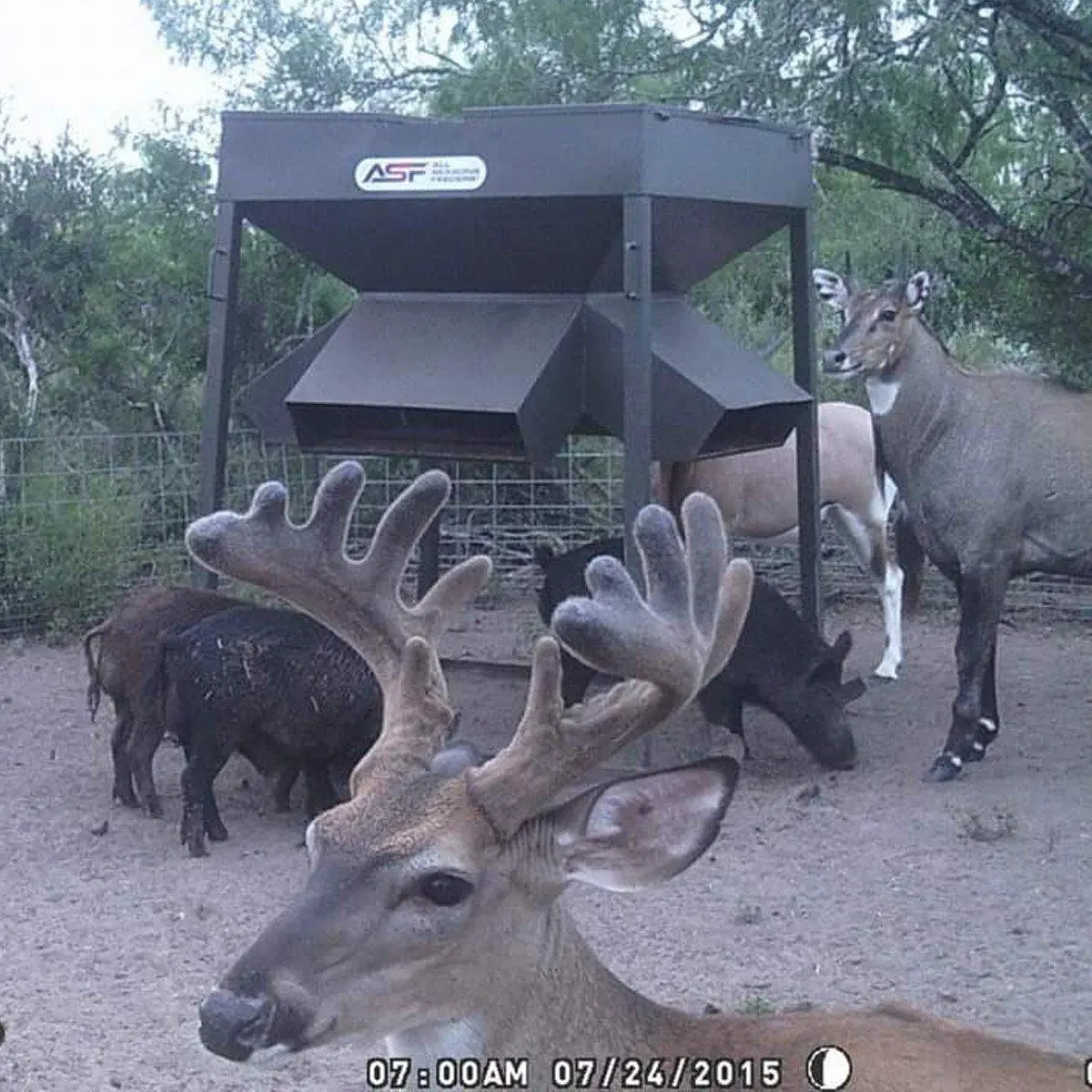 Low Pro Feeders All Seasons Feeders Protein Feeder